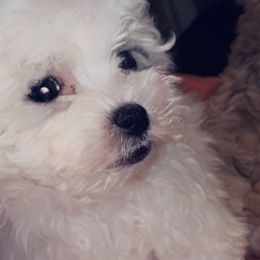 Maltipoos, Poodles, Shih Tzus, Yorkipoos, and Yorkshire Terriers from Bougie Paws LLC