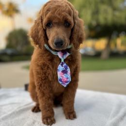 Teal collar - Apricot male Poodle puppy in Riverside, California from Riverside red poodles