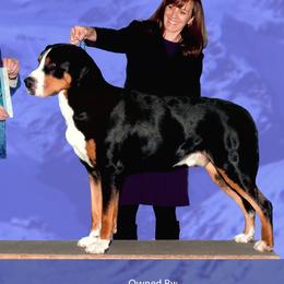 Zuko - Greater Swiss Mountain Dog
