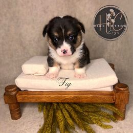 Fig - Black and tan male Pembroke Welsh Corgi puppy in Benton, Arkansas from High Cotton Corgis