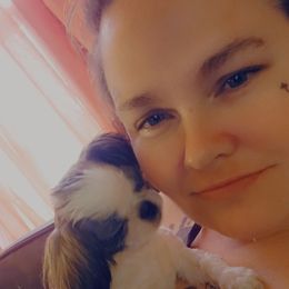 Champ - Shih Tzu