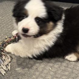 BART - Black tri male Miniature American Shepherd puppy in Camdenton, Missouri from Sunset Ridge Aussies