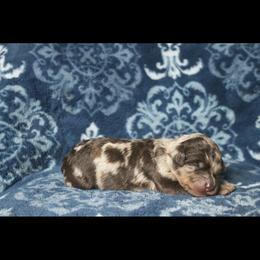 Assorted Doodle Crosses Puppies from Doodles Domain