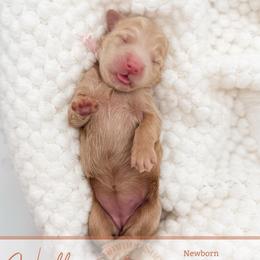 Hollywood - Apricot female Goldendoodle puppy in California City, California from Summer Sun Doodles