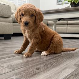 Pink - Apricot female Goldendoodle puppy in Bakersfield, California from Lavish Doodles