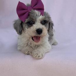 Adeline - Parti female Maltipoo puppy in Berea, Kentucky from Blair’s Furry Friends