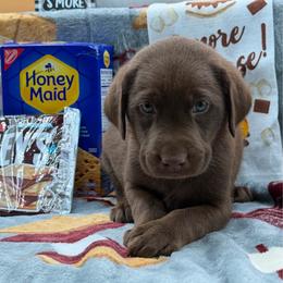 Orange - Chocolate male Labrador Retriever puppy in Heath Springs, South Carolina from Rich Hill Retrievers