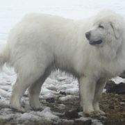 Maremma Sheepdog All Grown Up from Stoneybrook Working Dogs
