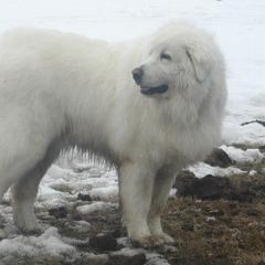 Maremma Sheepdog All Grown Up from Stoneybrook Working Dogs