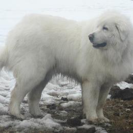 Maremma Sheepdog All Grown Up from Stoneybrook Working Dogs