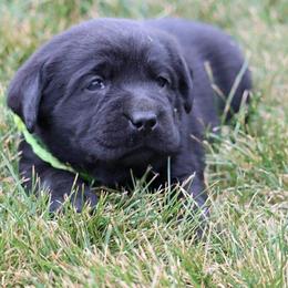 Baylor - Black male Labrador Retriever puppy in Archer Lodge, North Carolina from Archer Lodge Labradors