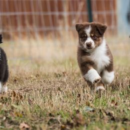 Australian Shepherd Puppies from Diamond Hill Australian Shepherds