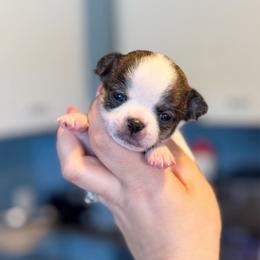 Heartbreaker - White male Chihuahua puppy in Holt, Michigan from My Crzy Chihuahuas