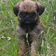 Louie - Belge male Brussels Griffon puppy in Yucaipa, California from Griffs & Giggles Ranch - The Cortez Family