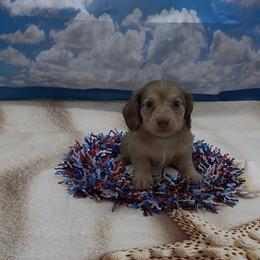 Chocolate Based Cream Longhair Male (green collar) - Cream male Dachshund puppy in Killeen, Texas from Southern Dachshunds
