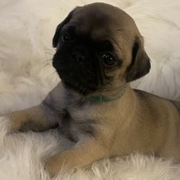Girl 2 - Pug puppy in Alabama from Pug Love of Opelika Alabama