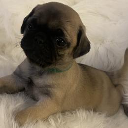 Girl 2 - Pug puppy in Alabama from Pug Love of Opelika Alabama
