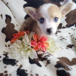 Milo - Red merle and white American Corgi puppy in Damascus, Arkansas from Thomas Corgi's