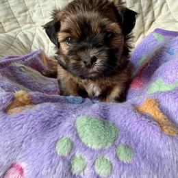 Chloe - Brown female Shichon puppy in Bushnell, Florida from Diamond Belle Puppies, LLC