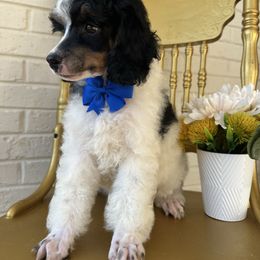 Blue collar - Parti male Poodle puppy in Adolphus, Kentucky from Deerly Poodles & Doodles