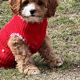 Cavapoo Puppies from Wednesday & Co