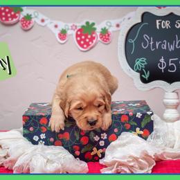 Jimmy - Dark golden male Golden Retriever puppy in Driggs, Idaho from SK Golden Retrievers