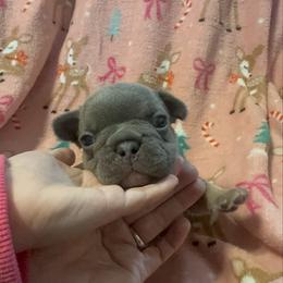 Boy 2 - Blue male French Bulldog puppy in Gerber, California from In The Zone Dog Training and Breeding