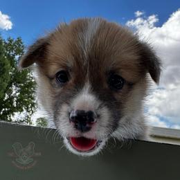 AppleJacks - Red male Pembroke Welsh Corgi puppy in Elberta, Utah from 3F Farms- Pembroke Welsh Corgis and Irish Wolfhounds