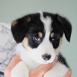 Olaf - Black and tan Pembroke Welsh Corgi puppy in South Otselic, New York from Ridge Top Corgis