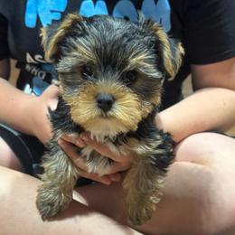 Palmer - Black and tan male Yorkshire Terrier puppy in Dexter City, Ohio from Harriman's Yorkshire Terriers