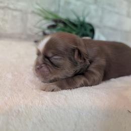 Nala - Liver female Shih Tzu puppy in West Pawlet, Vermont from Morgan's Shih Tzus