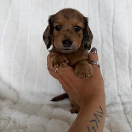 Chocolate dapple girl - Dapple female Dachshund puppy in Wilton, California from Ranch Raised Doxies