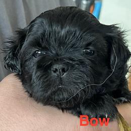 Bow - Black and white male Shih Tzu puppy in Bloomfield, Indiana from Meihem Pups