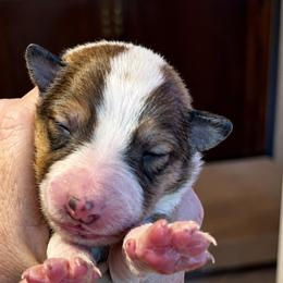 Lancelot - Sable and white male Collie puppy in Malvern, Arkansas from Lost Acres Collies