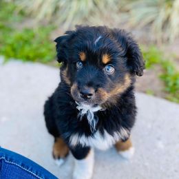 Miniature Australian Shepherd Puppies from Triple Branch Aussies