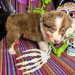 Pony Boy - Red tri-color male Australian Shepherd puppy in Arlington, Texas from Firelight Australian Shepherds