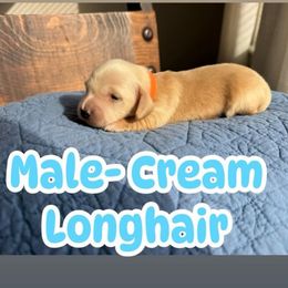 BUDDY - Cream male Dachshund puppy in Paradise, Texas from C and J Minis