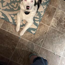 Australian Shepherd All Grown Up from Small Town Australian Shepherds