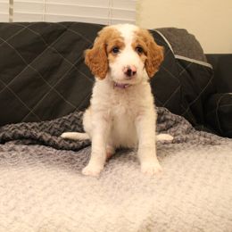 Goldendoodle Puppies from Cali Doodles