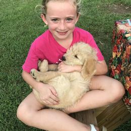 Labradoodle Puppies from Doodle Darlings