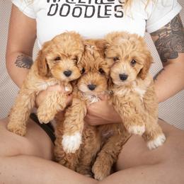 Bernedoodles, Cavapoos, and Goldendoodles from Waterloo Doodles