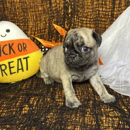 Brindle Boy (orange toe) - Brindle male Pug puppy in Tulsa, Oklahoma from Locust Creek Pugs