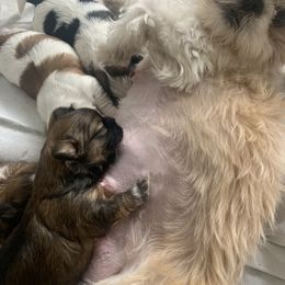 Shih Tzu Puppies from SCS Shih Tzus