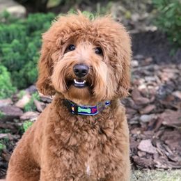 Grover - Australian Labradoodle