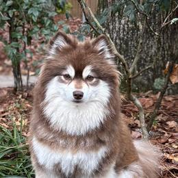 Georgia - Pomsky