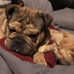 Bugz - Bulldog