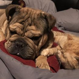Bugz - Bulldog