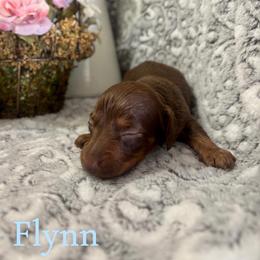 Flynn - Chocolate and tan male Dachshund puppy in Aiken, South Carolina from State Eight Dachshunds