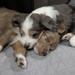 Aussiedoodle Puppies from Ridgeview Aussiedoodles