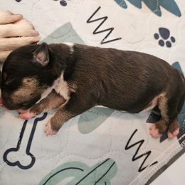 Skeeter - Black brindle and white female Miniature Bull Terrier puppy in Hollywood, Florida from Mini Bull Lane